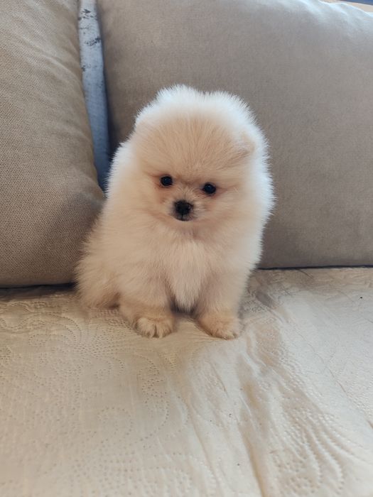 Померан мини померанчета.