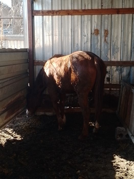 Продам лошадь кобыла