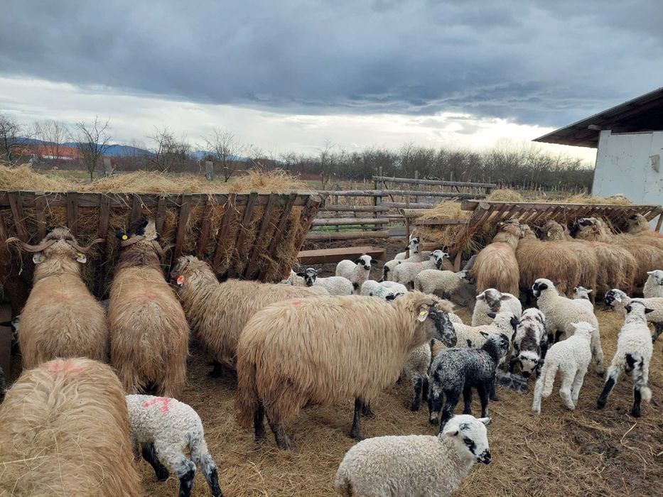 Vând 25 de oi cu tot cu miei
