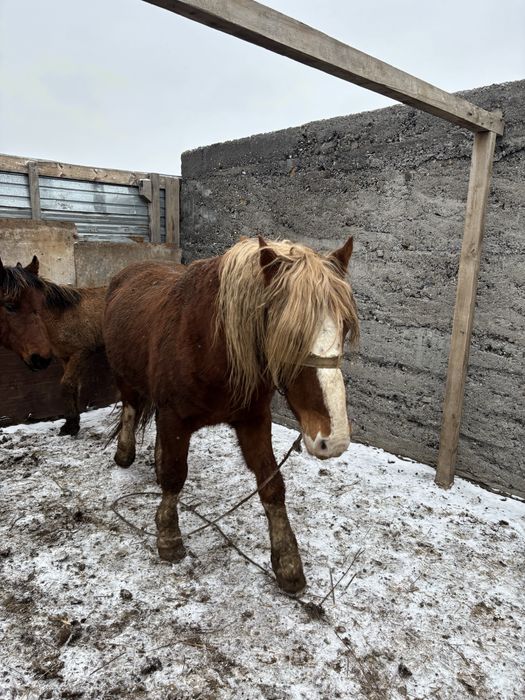 Айғыр 9лет ездовой