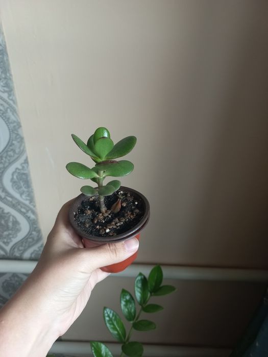 Продаётся денежное дерево отростки