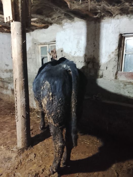 Иккита мол ангус сотилади