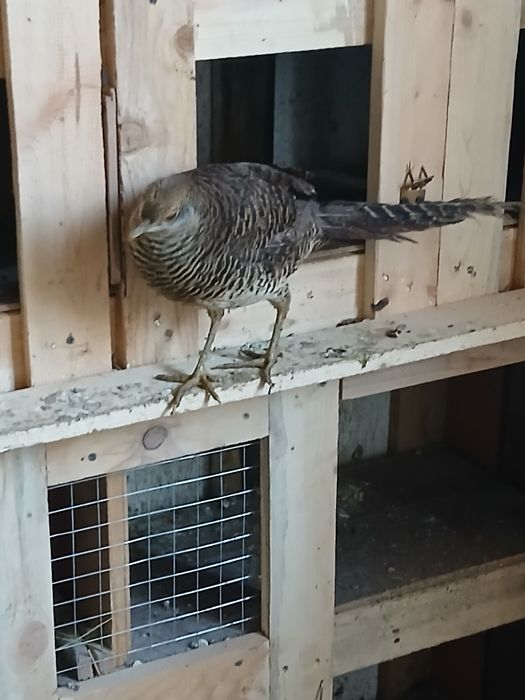 Золотой тауық сатылады