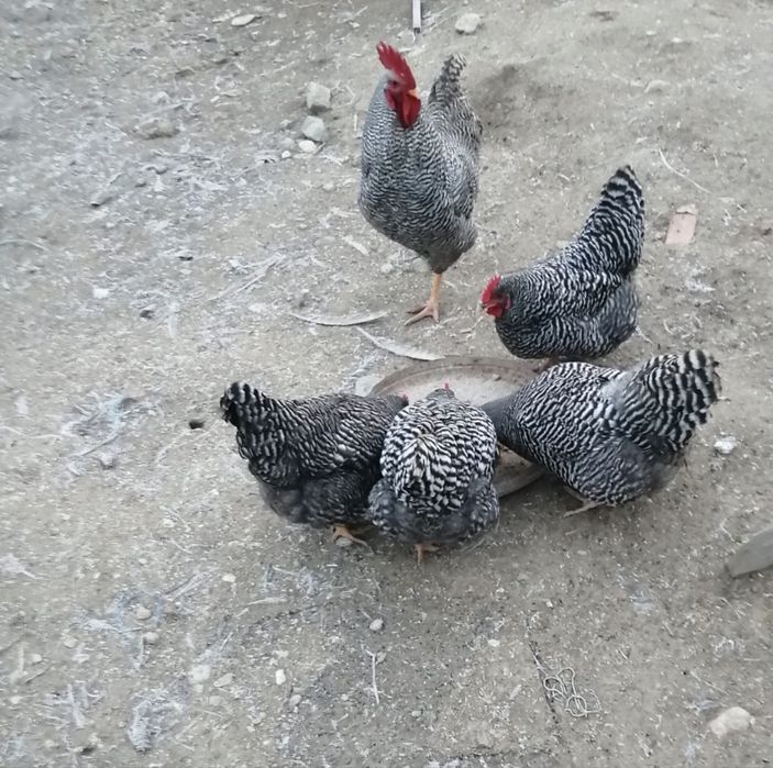 Vand oua de incubat din mai multe rase