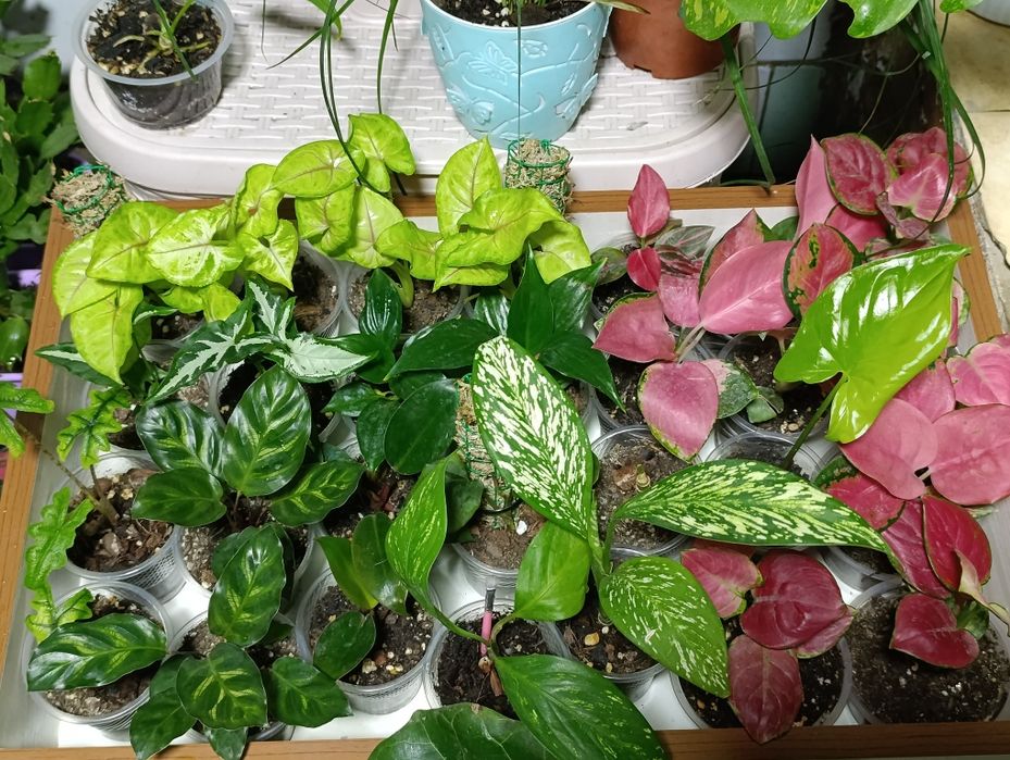 Комнатные растения