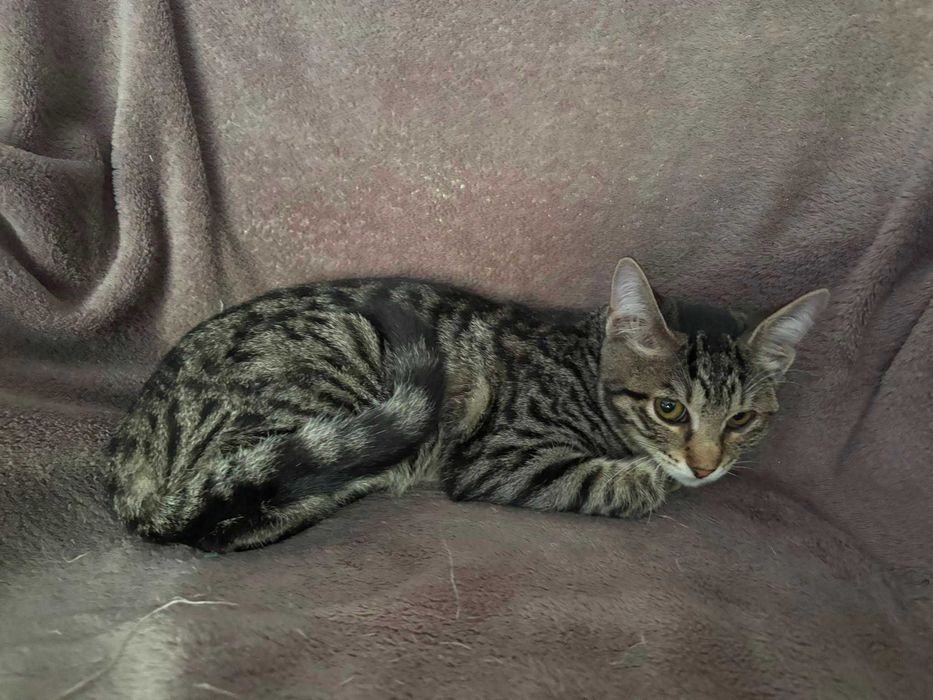 Pisoi mici, cauta URGENT o familie