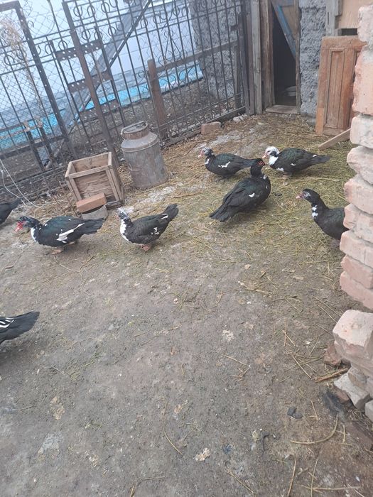 Продам бараны. Есть утки Талдыкорган