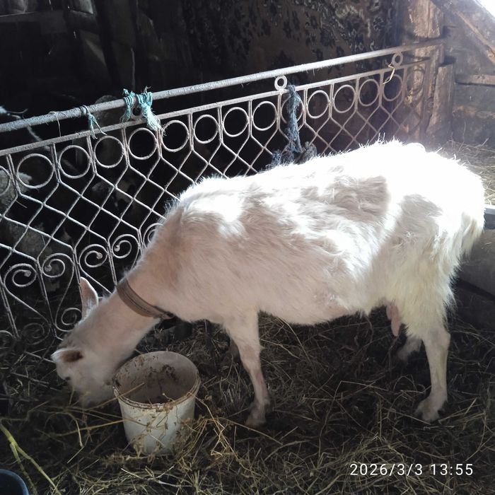 Capra și iedita de vânzare