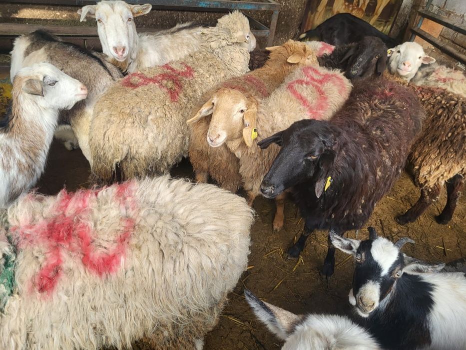 қой токты ешкілер сатылады