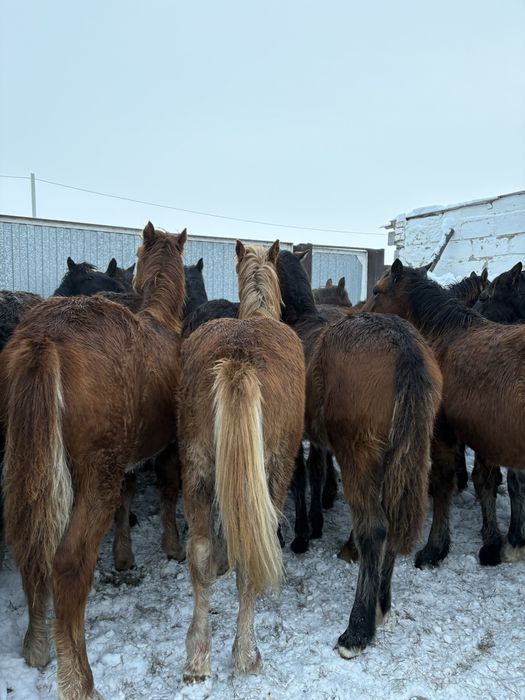 Продам жеребят по 300 находятся в городе