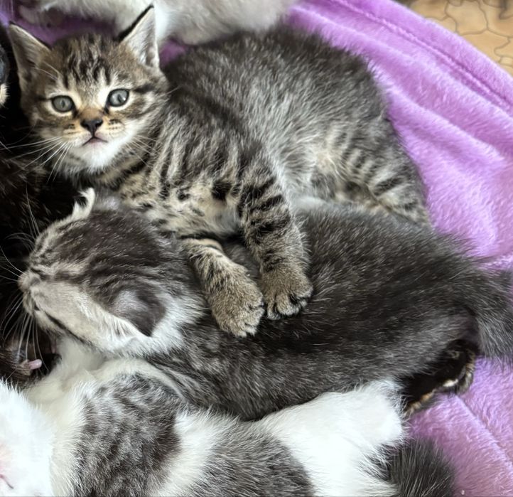 Продам котят к 8 марта.