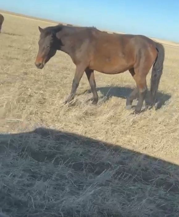 Соғымға байталдар сатылады