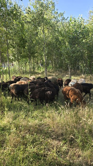 Куйлар курбонликка