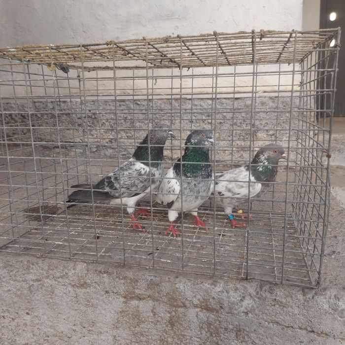 Пакистанцы  летные  с игрой