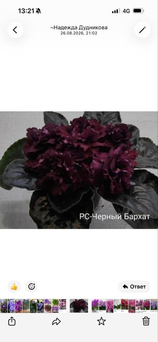 Фиалки сортовые!