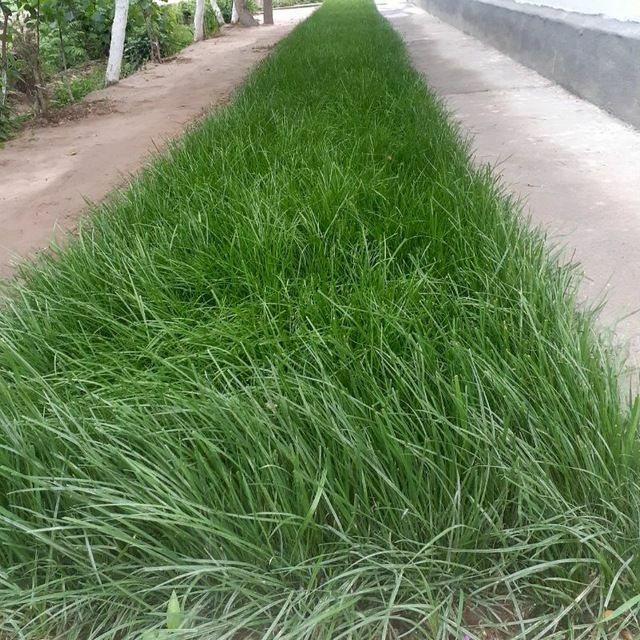 Сантехник/Электрик Газон Ландшафт Полив