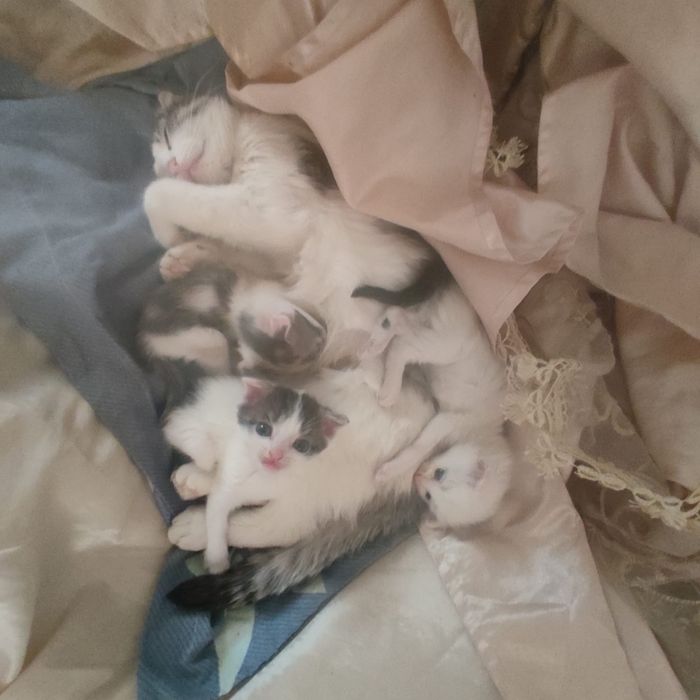 Отдам в добрые руки котят