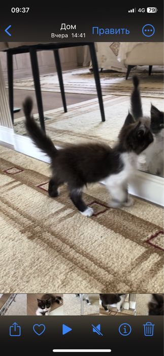 Котенок мальчик. Очень ласковый, любит играть.
