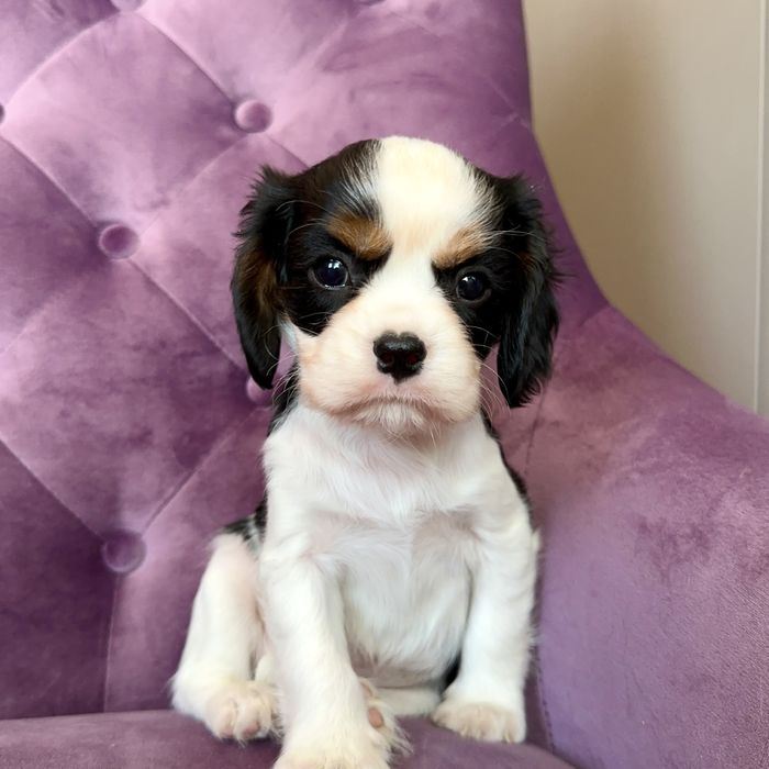 Щенки Кавалер Кинг Чарльз Спаниелей