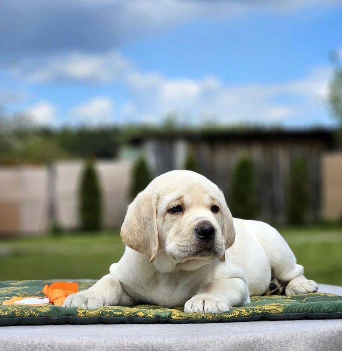 Детки Лабрадора Ретривера!