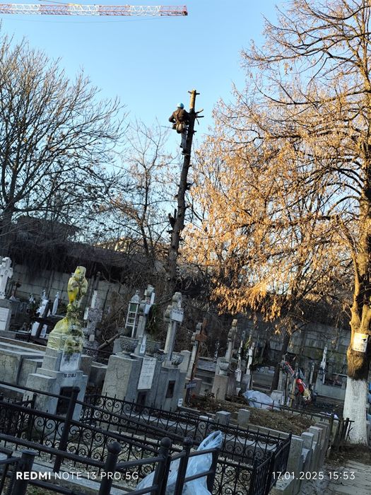 Tăiere copaci 24/7 alpinist utilitar bucurești si zonele limitrofe