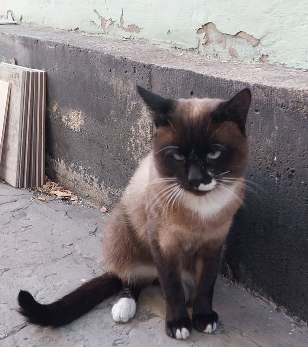 Ищем дом для кота
