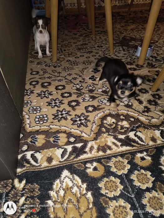 Продават се мини пинчери