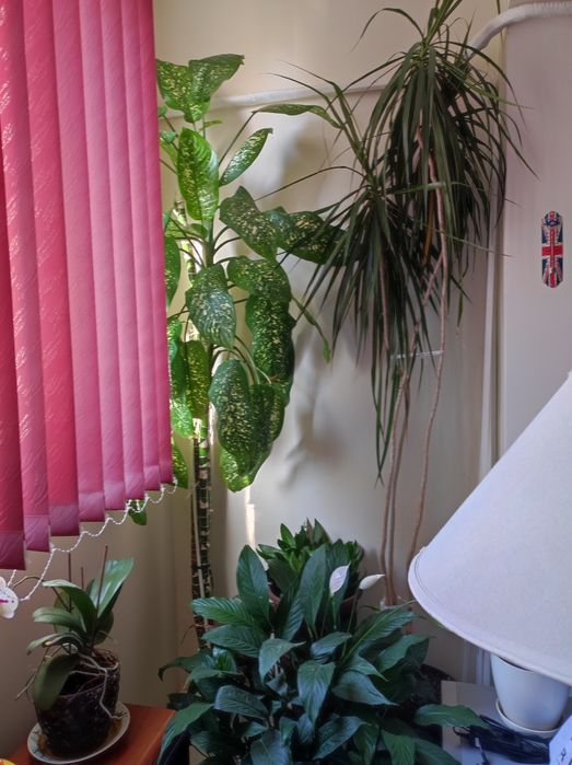 Финикова Палма    много голяма