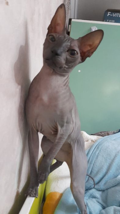 Кошка продается сфинкс