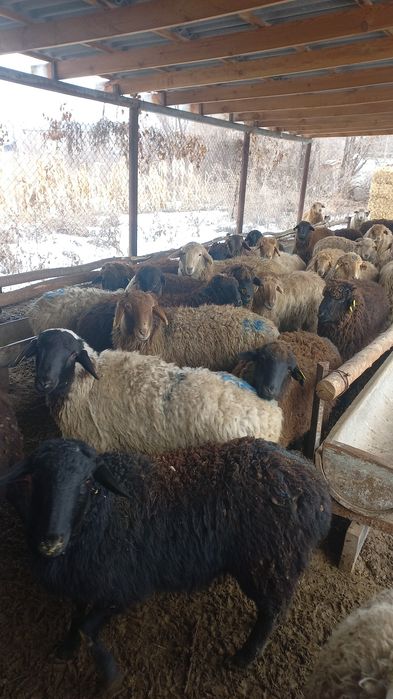 Тоқтылар сатылады.