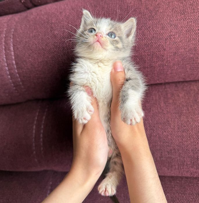 Ищем дом для котят (девочки, 2 мес)