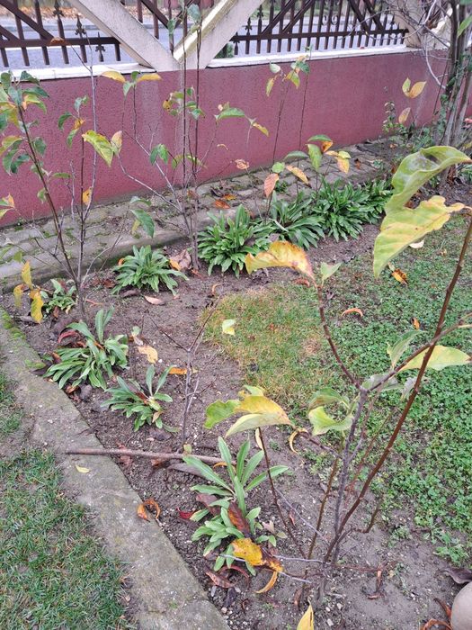 Magnolie / Magnolii  de vanzare plante de gradina