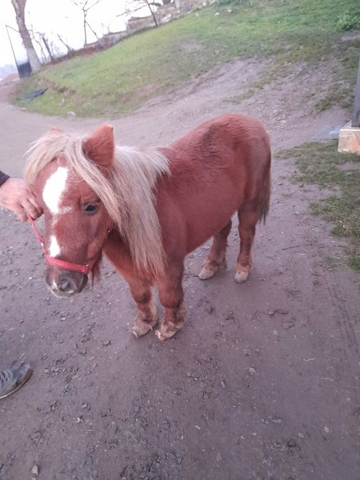 Vând poneițe talie mica