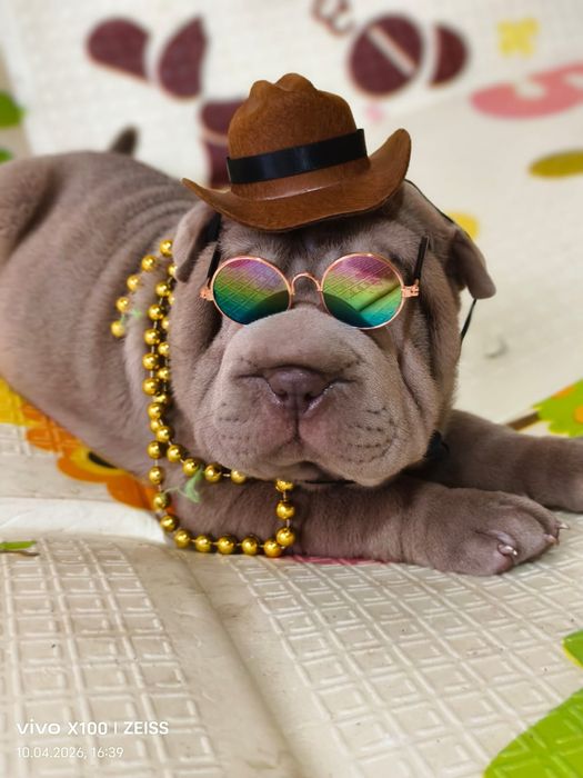 Очаровательные щенки шарпея.