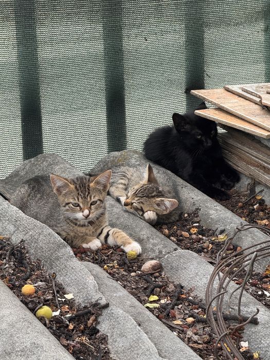 Подарявам котенца
