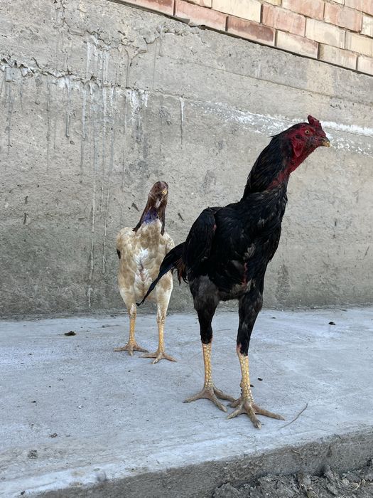 Осы бір қораз бір мекен сатылады екеуі парымен