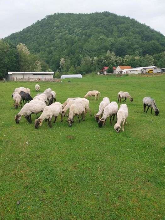 Vând 27 de oi și 18 miei