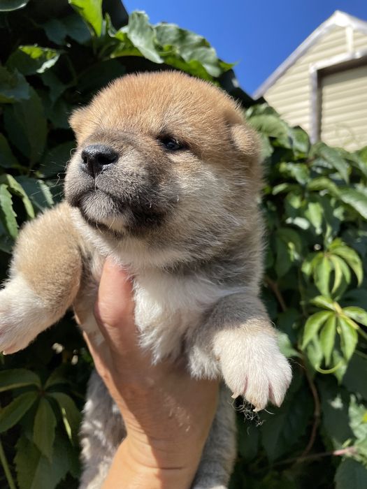 Японские сиба ину