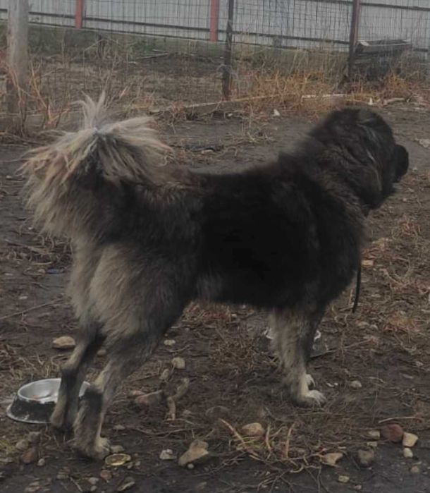 Ciobanesc caucazian de pază 4 ani