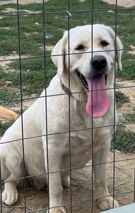 Чистокръвни Лабрадор ретривър мс.ваксини,чип+паспорт