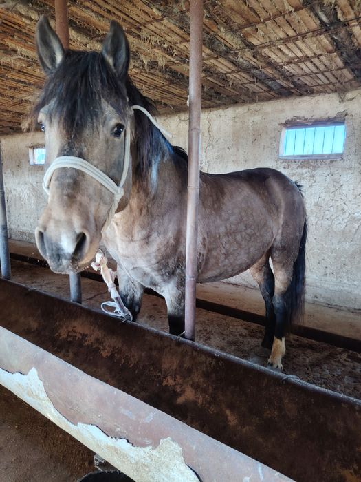 Айғыр 6жасар Айғыр