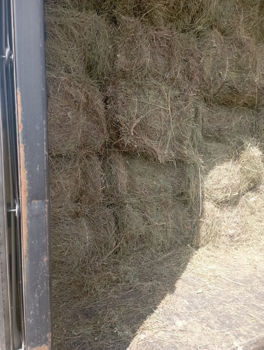 Продам сено зелёное