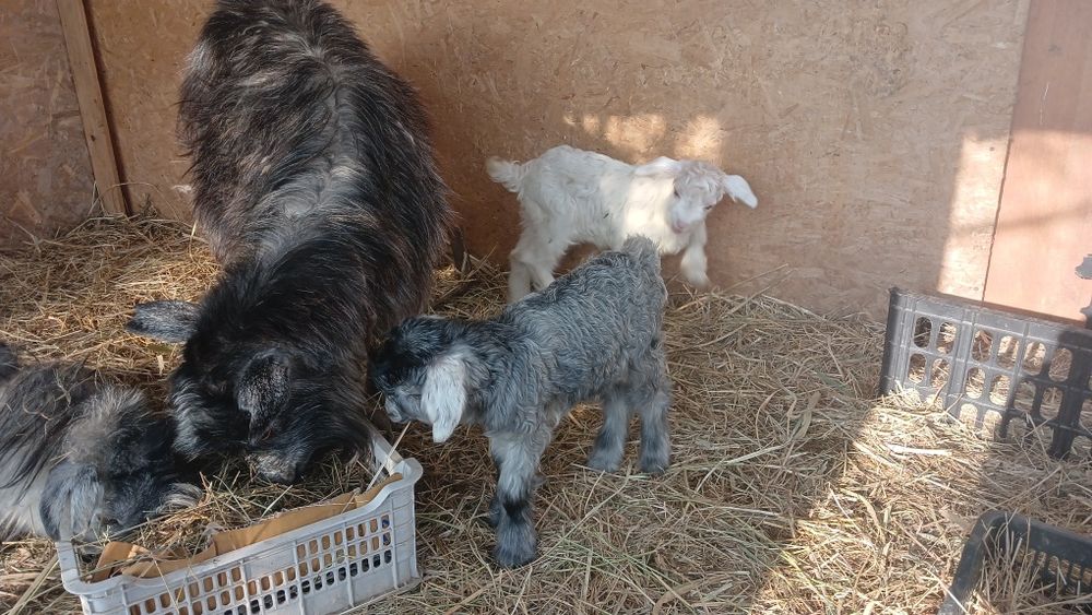 Продам козу с козлятами