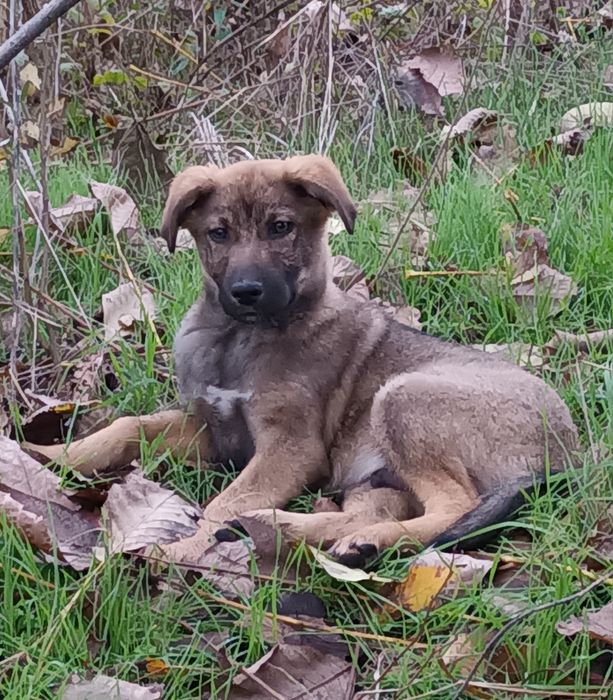 Подарява се бебе Бруно