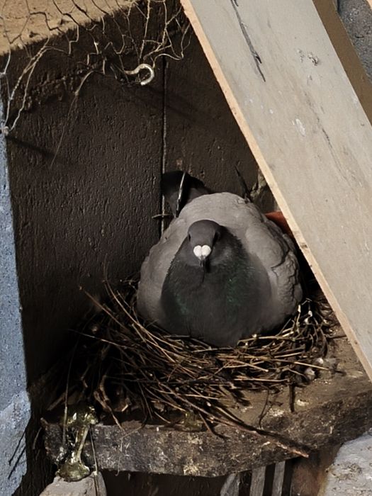 Pereche voiajori germani+ pui