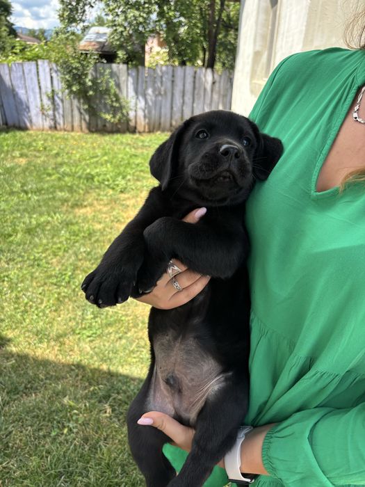 Catel mascul labrador negru