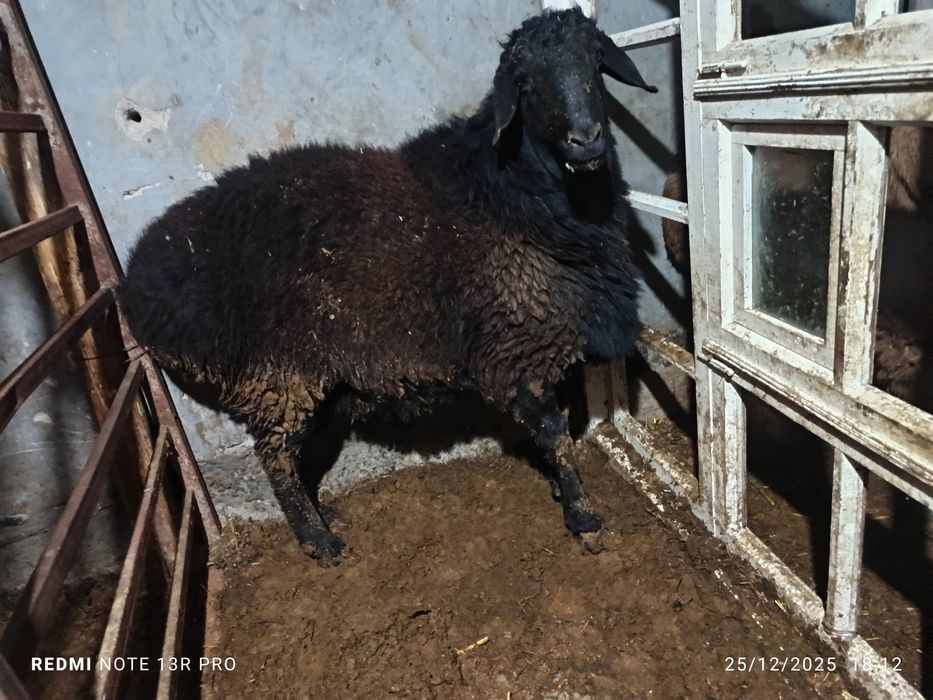 Hisori quzi qo'chqorlar.