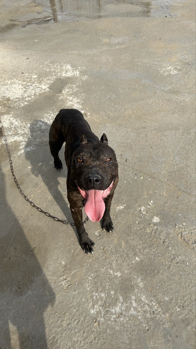 Питбул терьер 11 айлык тобелеспеген