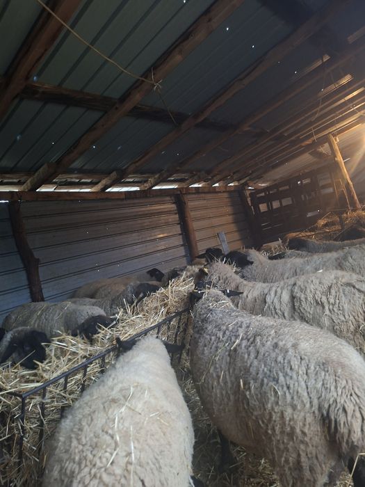 Vând oi Suffolk cu miei