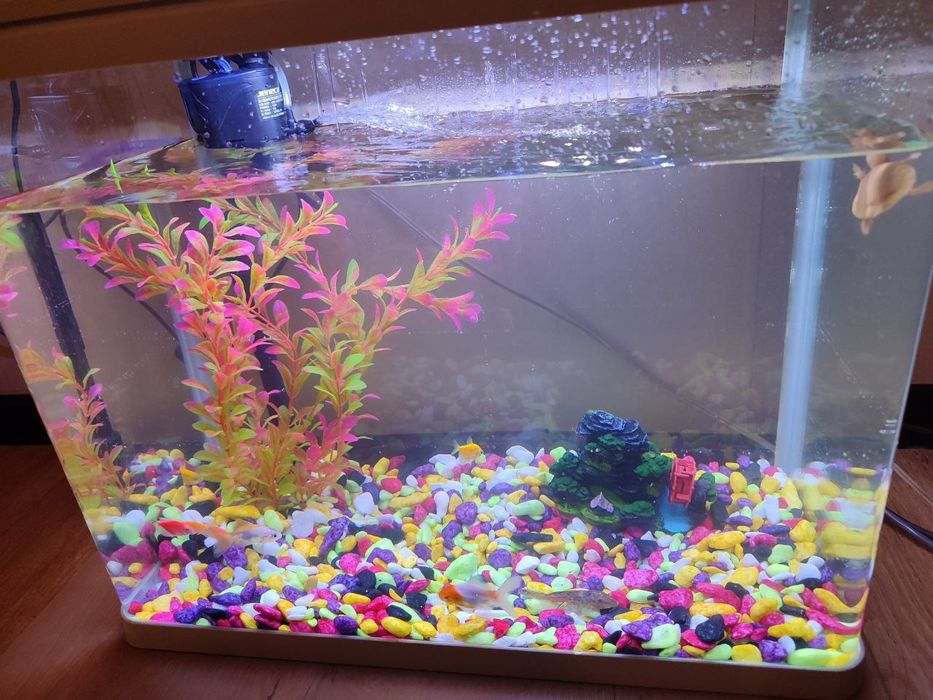 Akvarium sotiladi Baliqlari bilan.